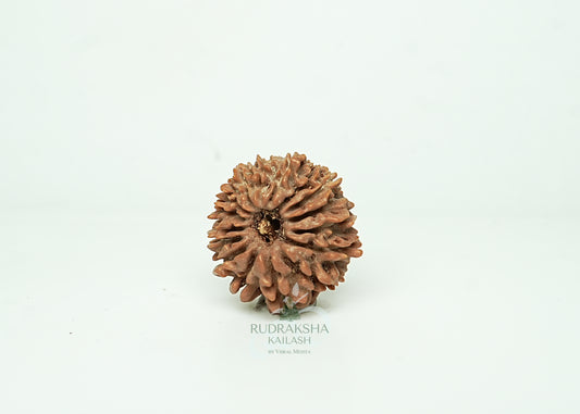 16 Mukhi Nepali Rudraksha - 1606