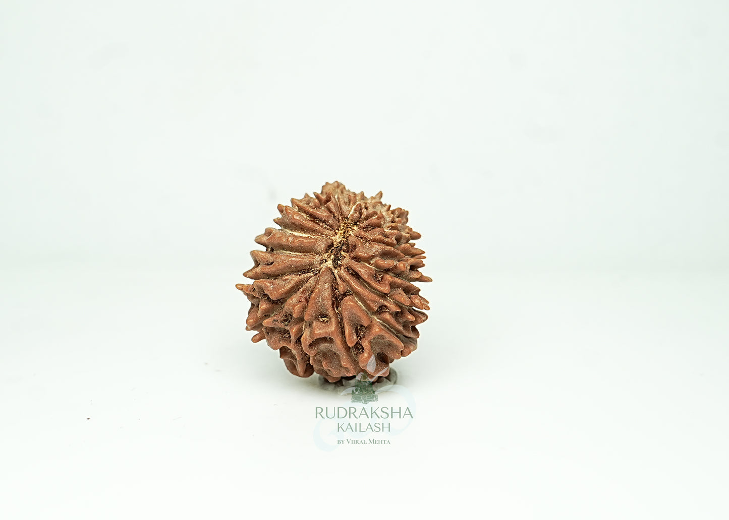 16 Mukhi Nepali Rudraksha - 1606