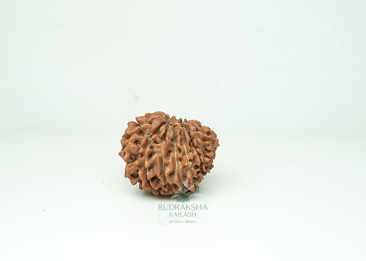 16 Mukhi Nepali Rudraksha - 1606