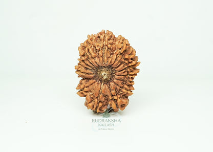 16 Mukhi Nepali Rudraksha - 1607