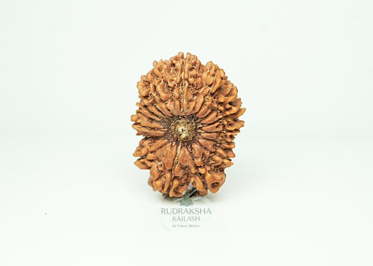 16 Mukhi Nepali Rudraksha - 1607