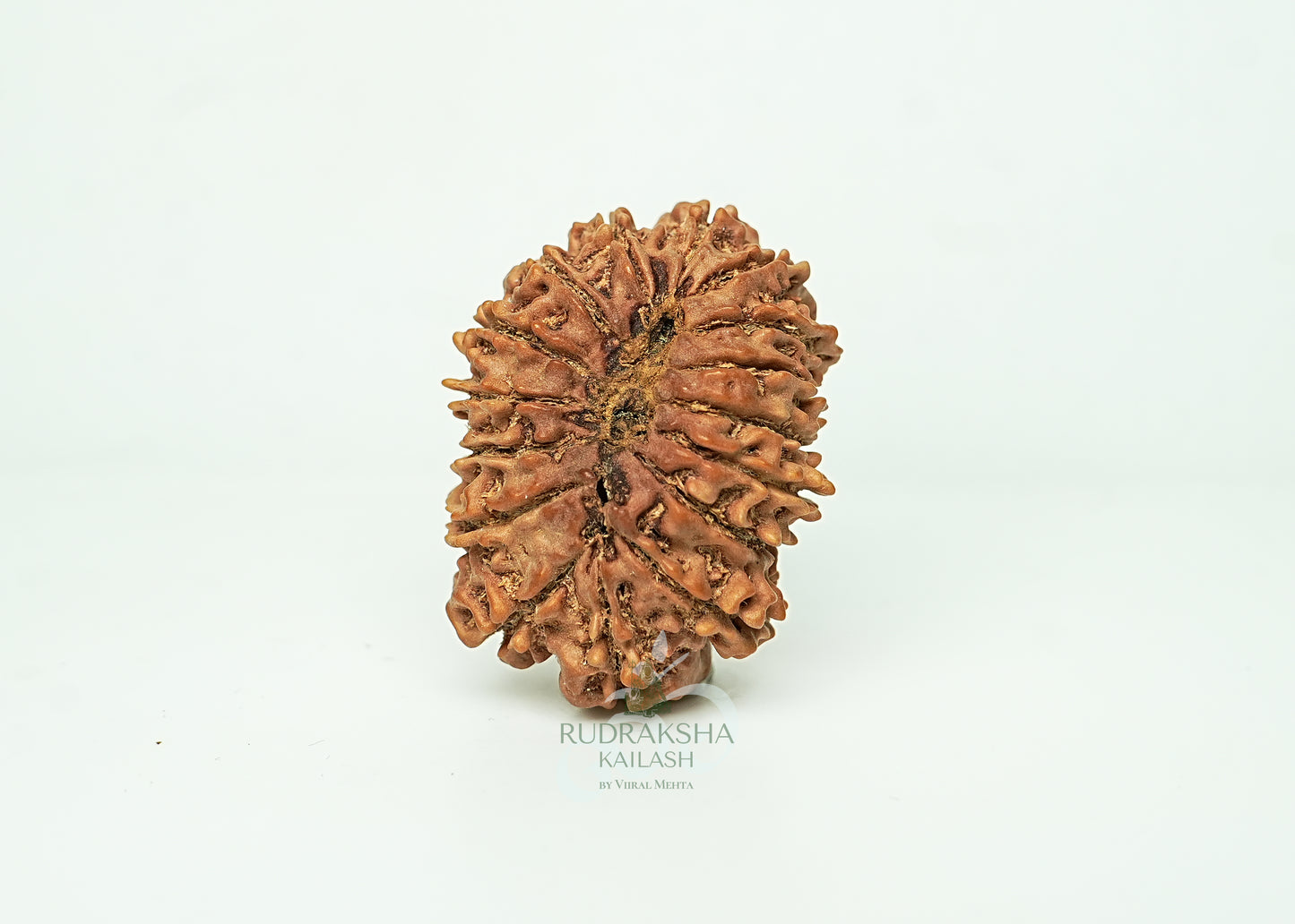 16 Mukhi Nepali Rudraksha - 1607