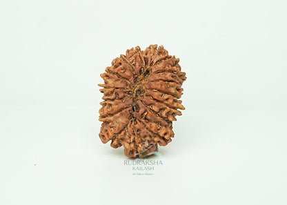 16 Mukhi Nepali Rudraksha - 1607