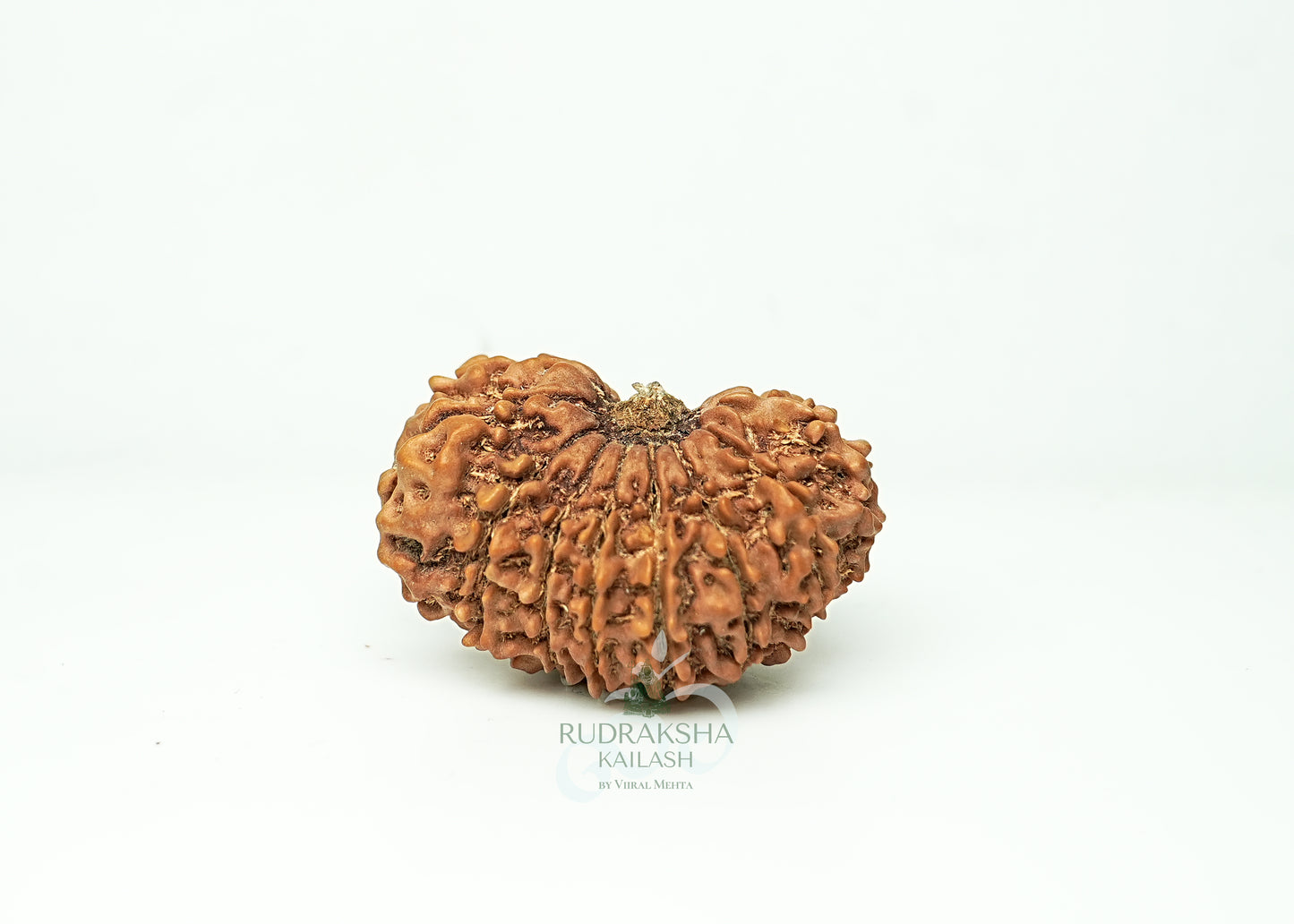 16 Mukhi Nepali Rudraksha - 1607