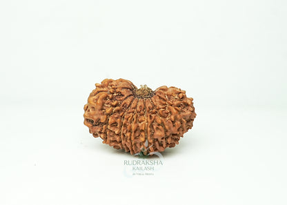 16 Mukhi Nepali Rudraksha - 1607