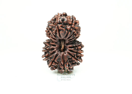 16 Mukhi Nepali Rudraksha - 1608