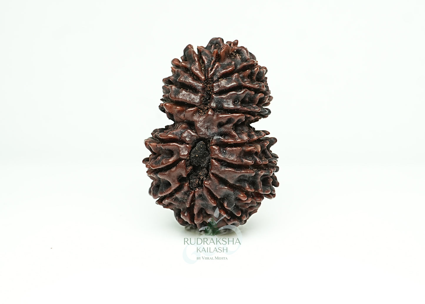 16 Mukhi Nepali Rudraksha - 1608