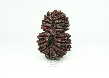 16 Mukhi Nepali Rudraksha - 1608