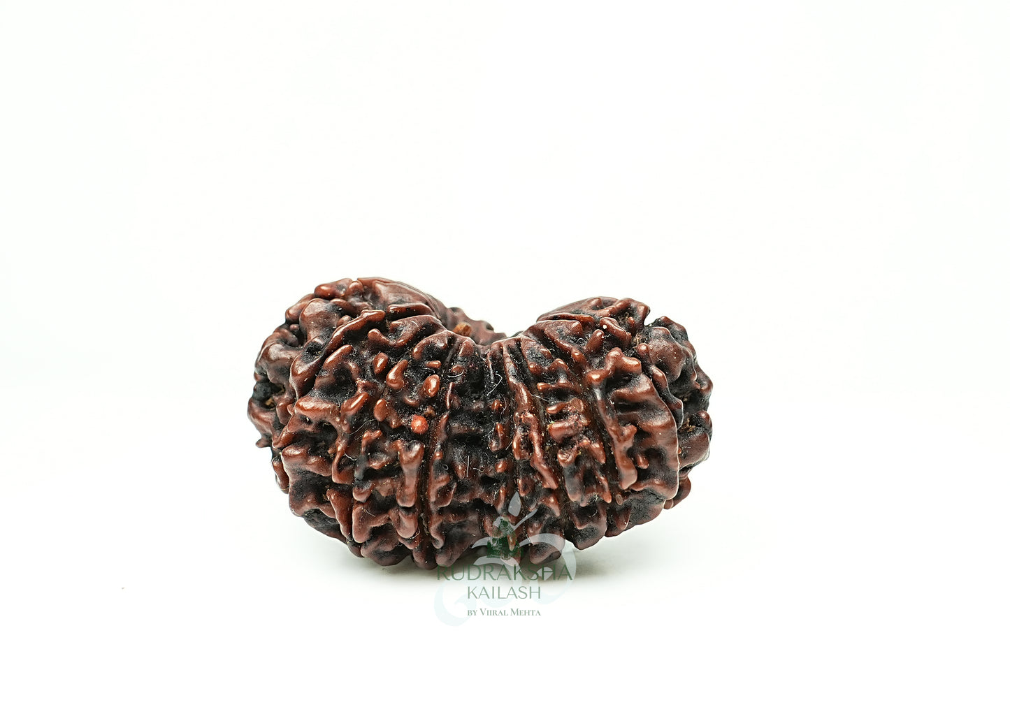 16 Mukhi Nepali Rudraksha - 1608