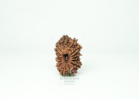 16 Mukhi Nepali Rudraksha - 1609