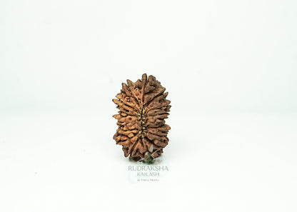 16 Mukhi Nepali Rudraksha - 1609