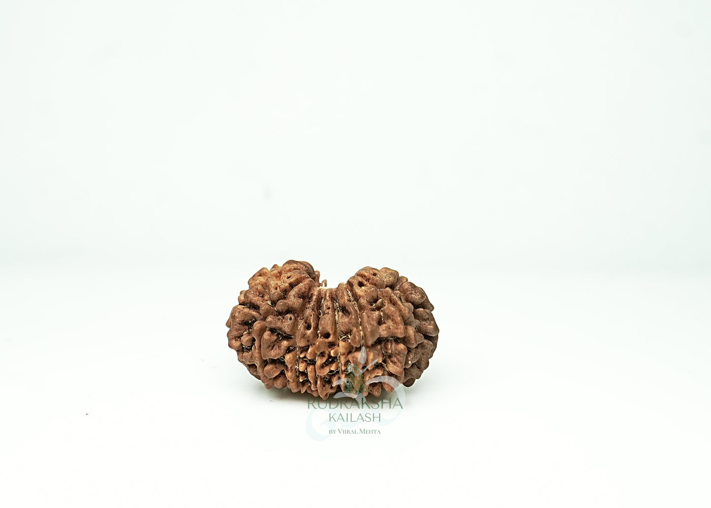 16 Mukhi Nepali Rudraksha - 1609