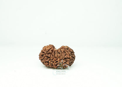 16 Mukhi Nepali Rudraksha - 1609