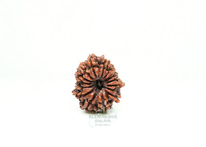 16 Mukhi Nepali Rudraksha - 1610