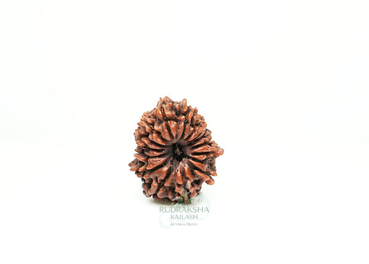 16 Mukhi Nepali Rudraksha - 1610