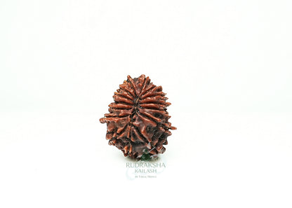 16 Mukhi Nepali Rudraksha - 1610
