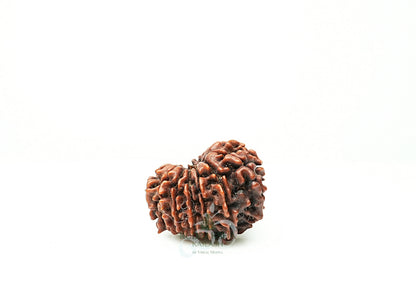 16 Mukhi Nepali Rudraksha - 1610