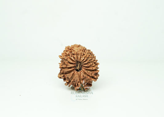 16 Mukhi Nepali Rudraksha - 1611