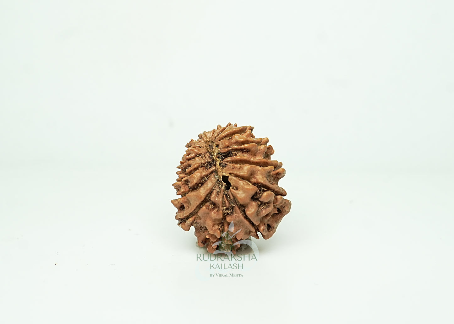 16 Mukhi Nepali Rudraksha - 1611