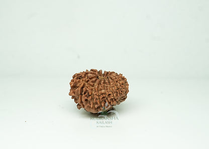16 Mukhi Nepali Rudraksha - 1611