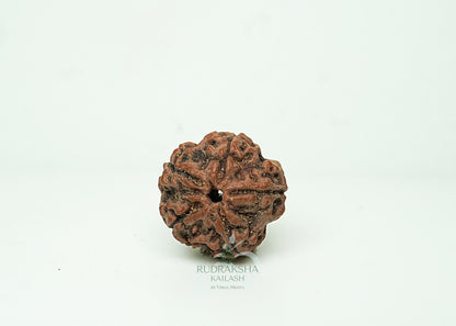 5 Mukhi Nepali Rudraksha - 0501