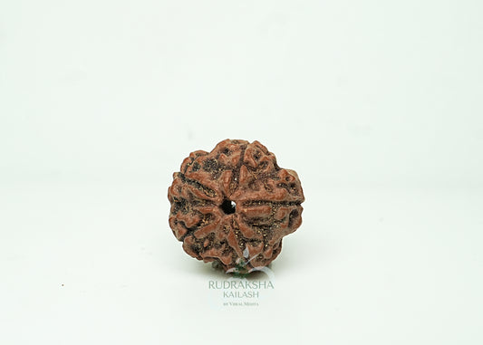 5 Mukhi Nepali Rudraksha - 0501