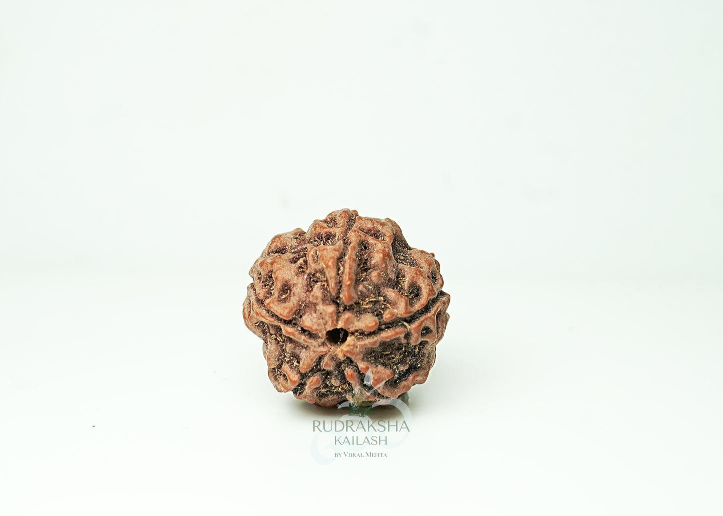 5 Mukhi Nepali Rudraksha - 0501