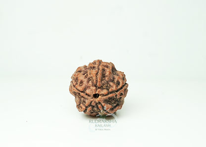 5 Mukhi Nepali Rudraksha - 0501