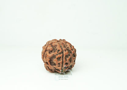 5 Mukhi Nepali Rudraksha - 0501