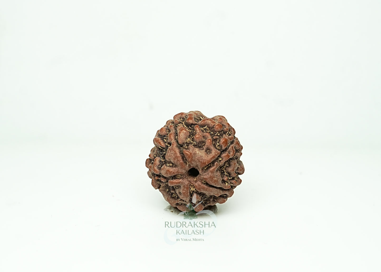 5 Mukhi Nepali Rudraksha - 0502