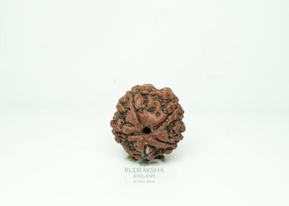 5 Mukhi Nepali Rudraksha - 0502