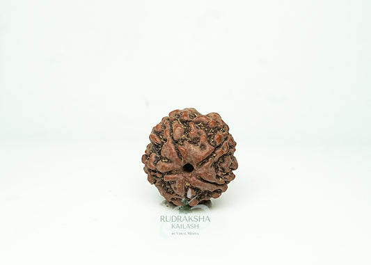 5 Mukhi Nepali Rudraksha - 0502