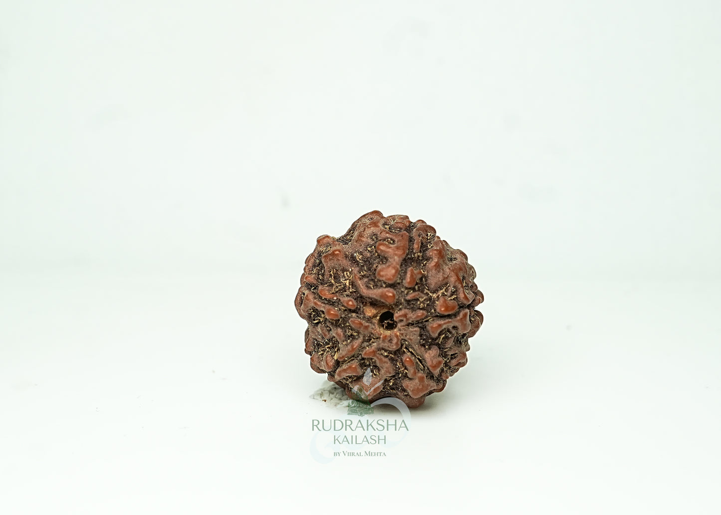 5 Mukhi Nepali Rudraksha - 0502