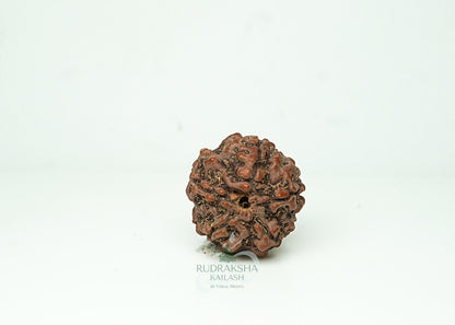 5 Mukhi Nepali Rudraksha - 0502