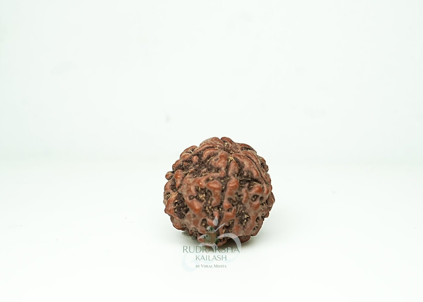 5 Mukhi Nepali Rudraksha - 0502