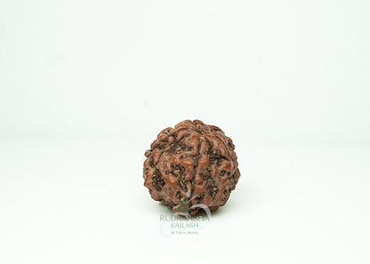 5 Mukhi Nepali Rudraksha - 0502