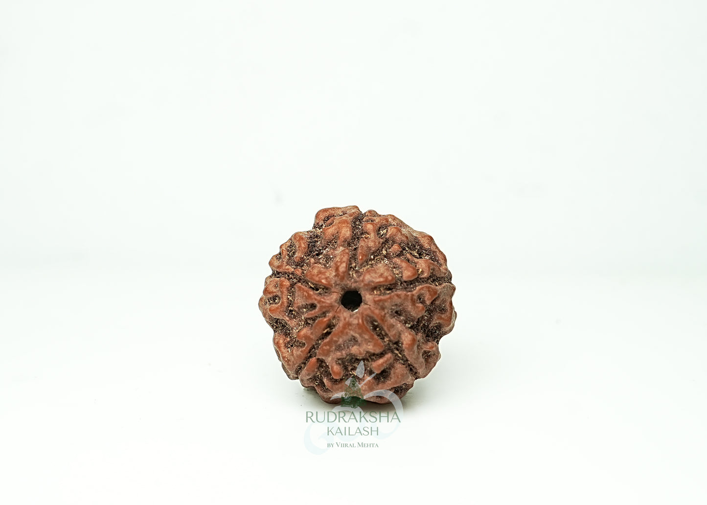 5 Mukhi Nepali Rudraksha - 0503