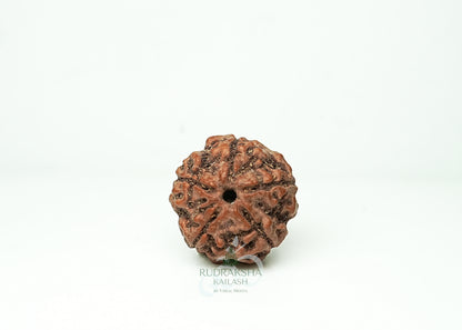 5 Mukhi Nepali Rudraksha - 0503