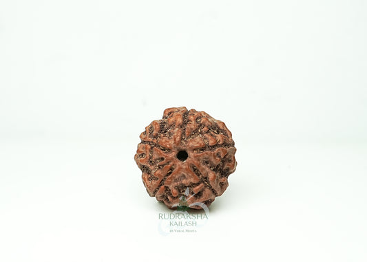 5 Mukhi Nepali Rudraksha - 0503