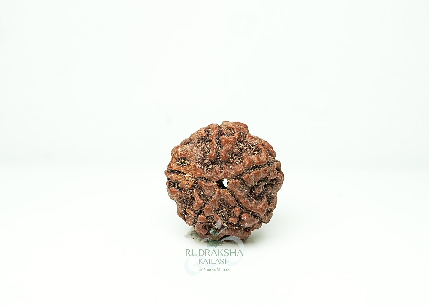 5 Mukhi Nepali Rudraksha - 0503