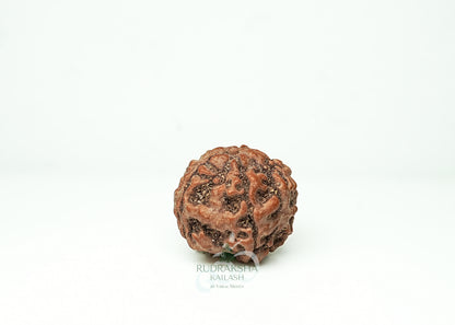 5 Mukhi Nepali Rudraksha - 0503