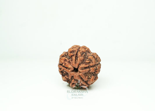 5 Mukhi Nepali Rudraksha - 0504