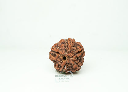 5 Mukhi Nepali Rudraksha - 0504