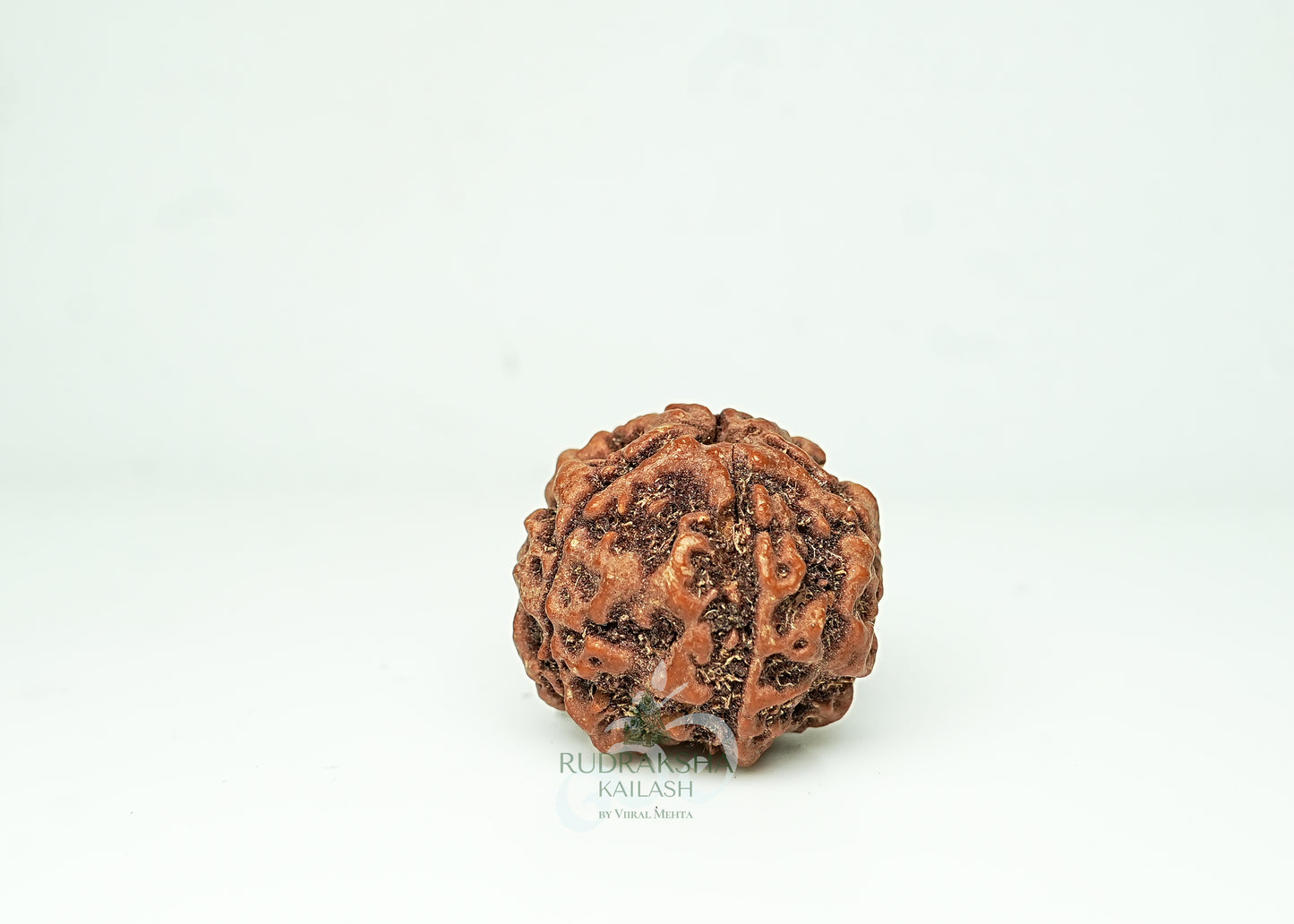 5 Mukhi Nepali Rudraksha - 0504