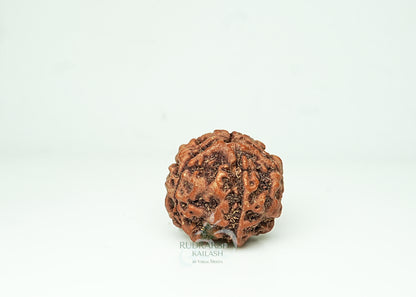 5 Mukhi Nepali Rudraksha - 0504