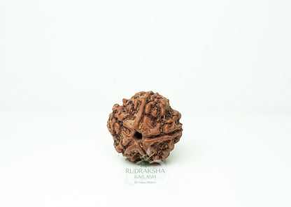 5 Mukhi Nepali Rudraksha - 0505