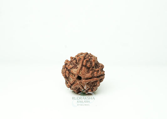 5 Mukhi Nepali Rudraksha - 0505