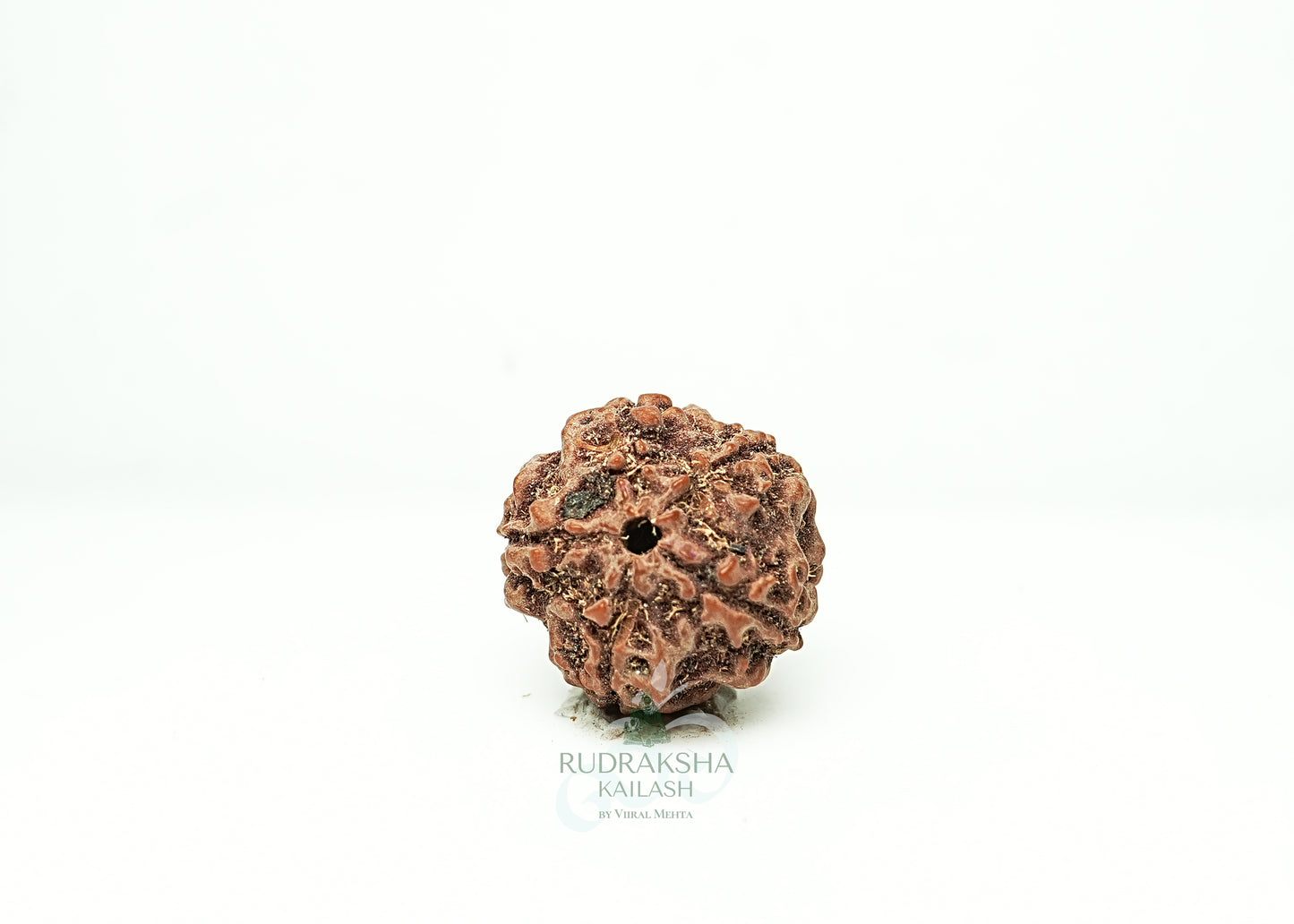 5 Mukhi Nepali Rudraksha - 0505