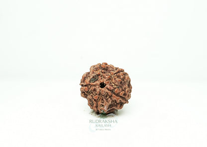 5 Mukhi Nepali Rudraksha - 0505