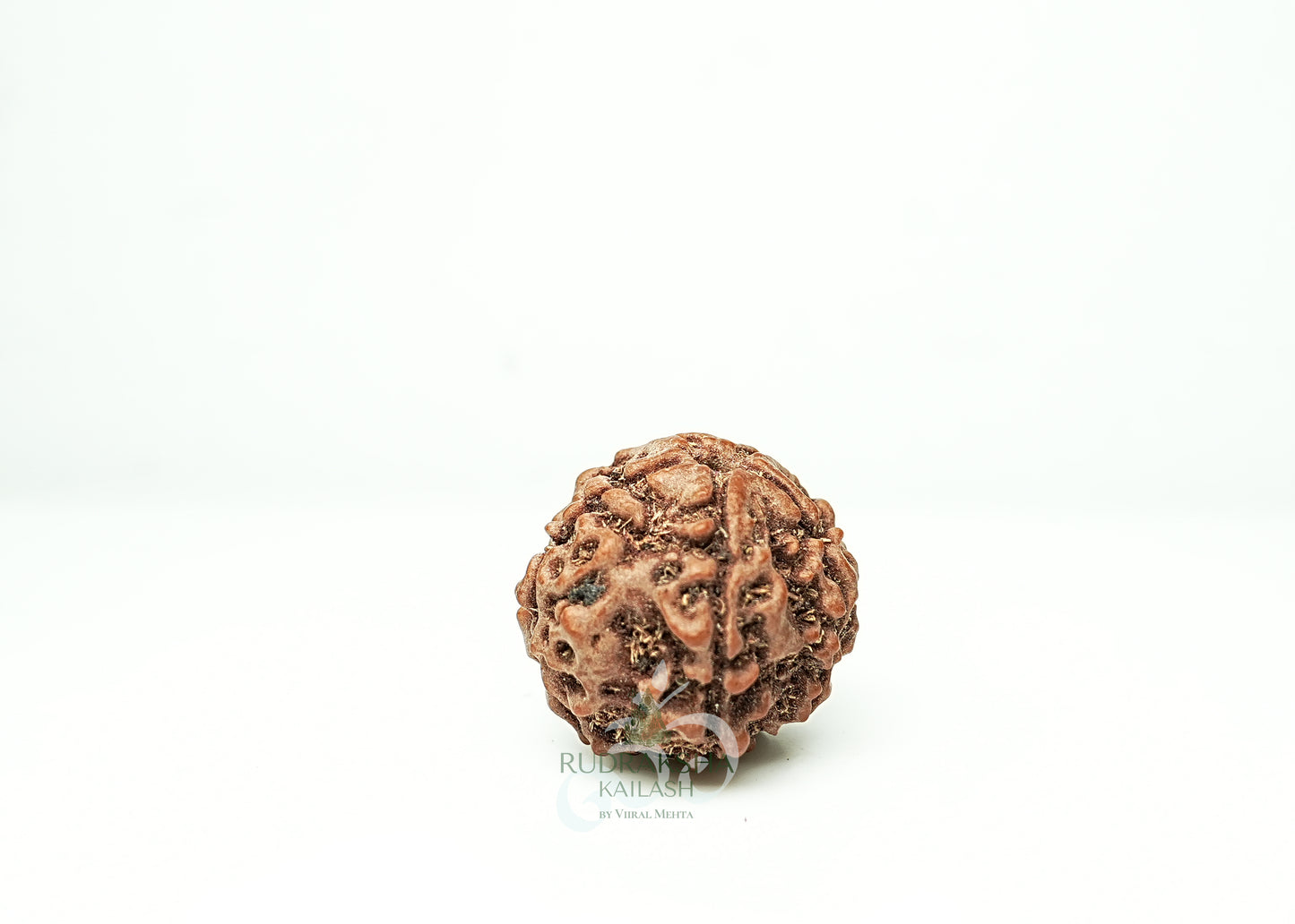 5 Mukhi Nepali Rudraksha - 0505